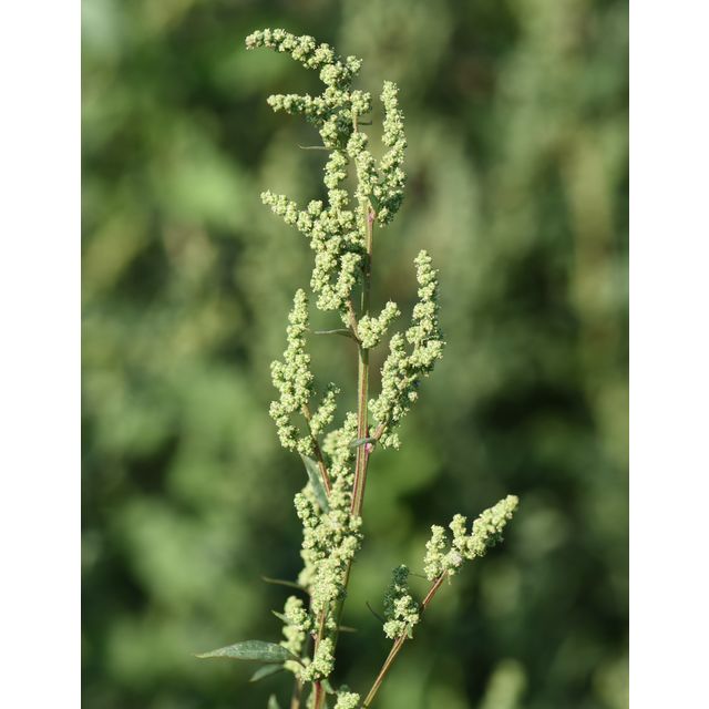 Chenopodium album