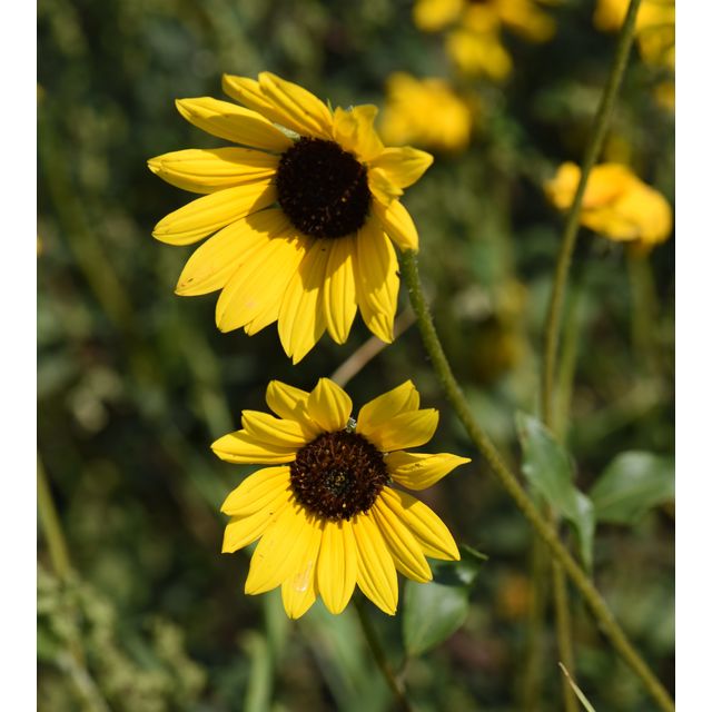 Helianthus petiolaris
