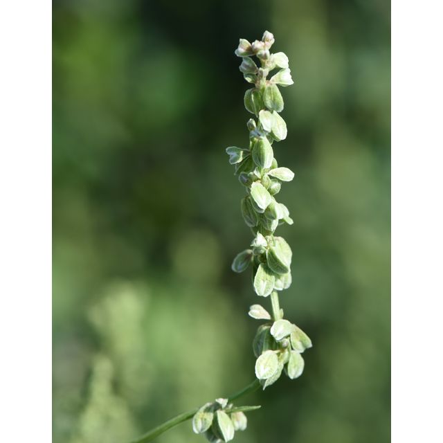 Polygonum convolvulus