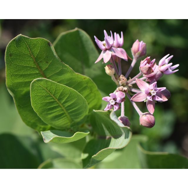 Asclepias speciosa