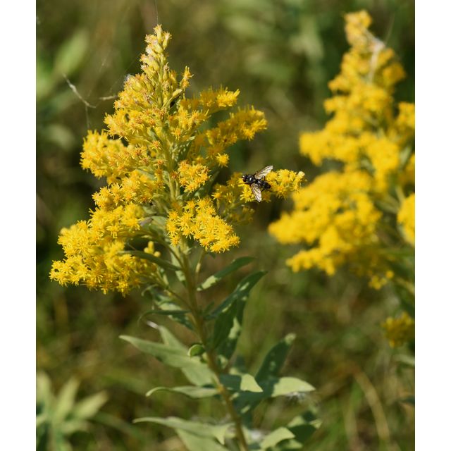 Solidago canadensis