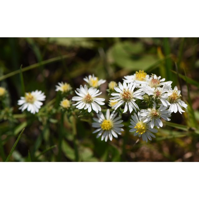 Symphyotrichum ericoides