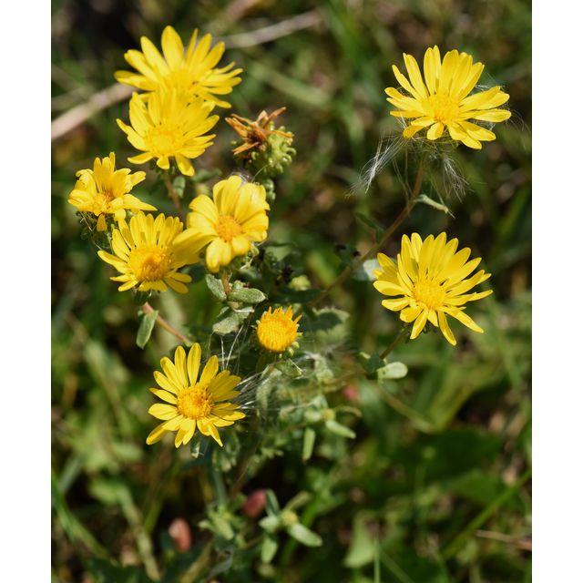 Grindelia squarrosa
