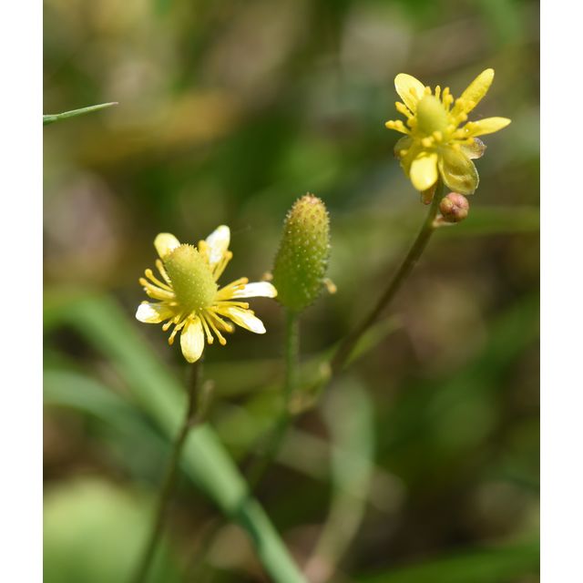 Ranunculus cymbalaria