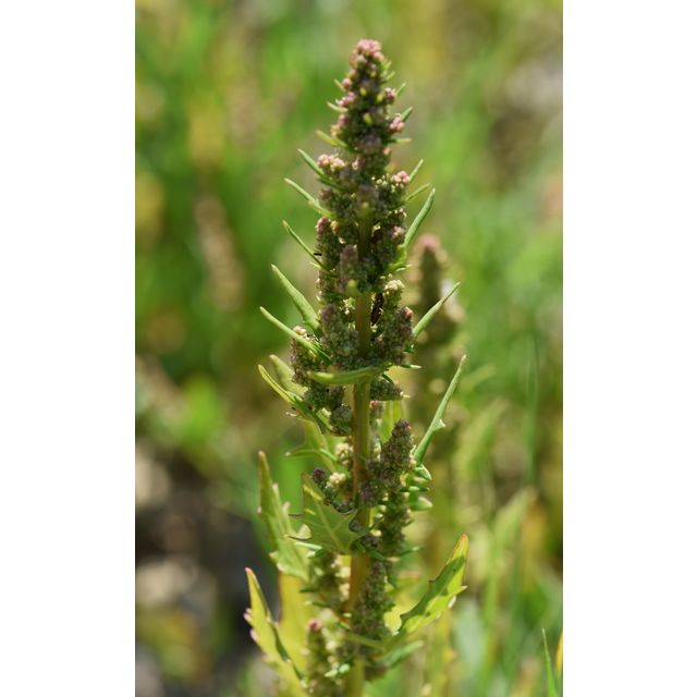 Chenopodium fremontii
