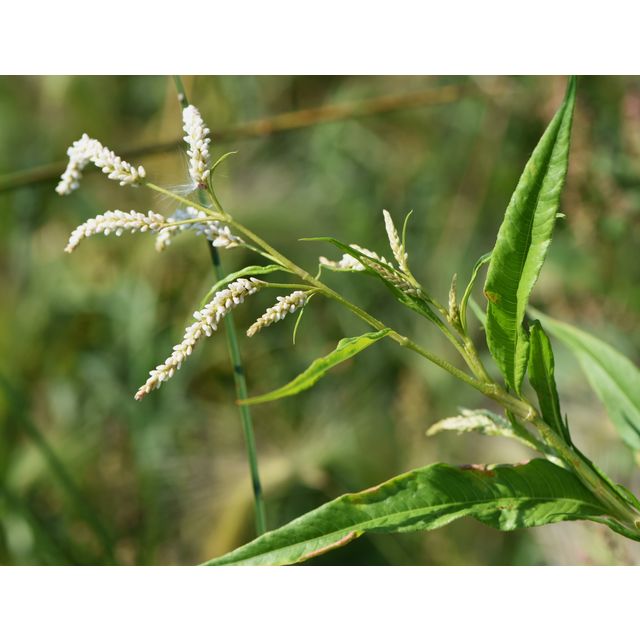 Polygonum lapathifolium