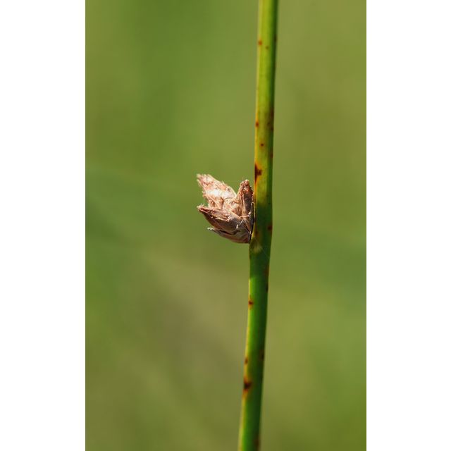 Schoenoplectus pungens