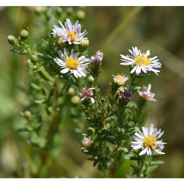 Symphyotrichum lanceolatum