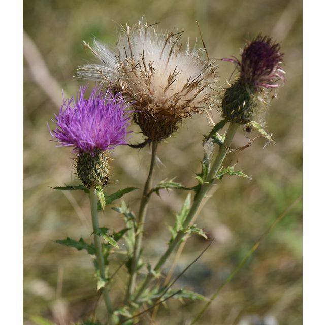 Cirsium flodmanii