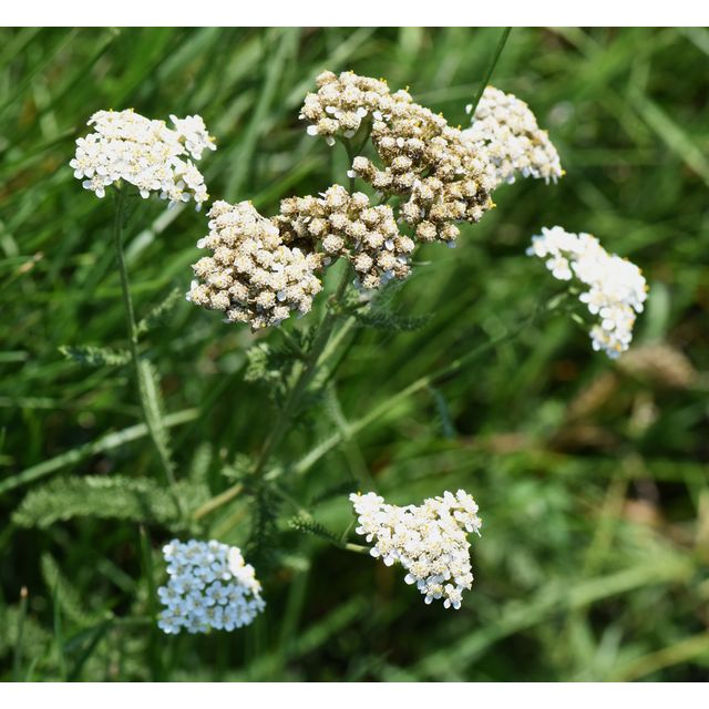 Achillea millefolium