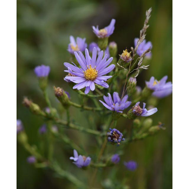 Symphyotrichum laeve
