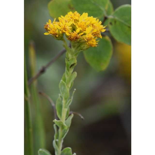 Oligoneuron rigidum