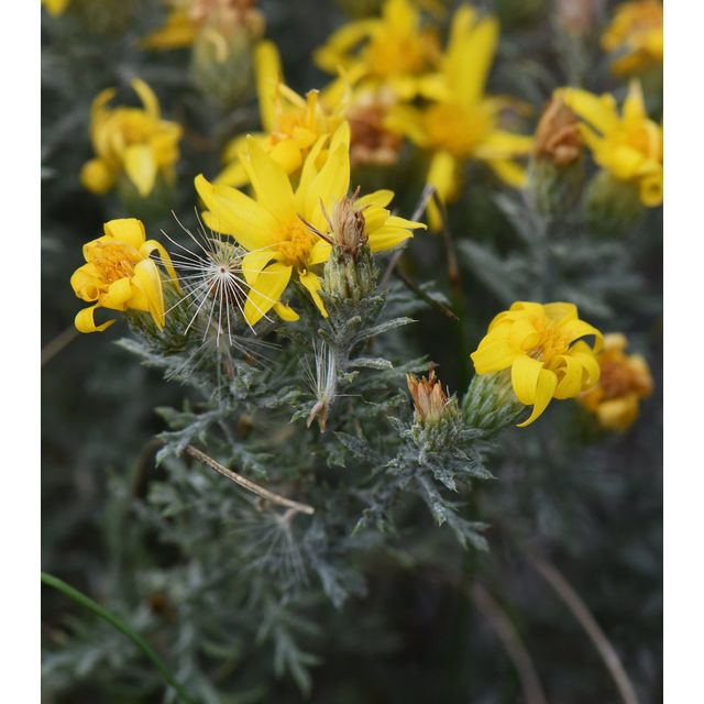 Machaeranthera pinnatifida