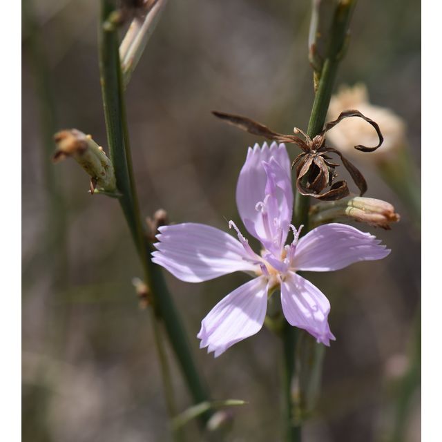 Lygodesmia juncea