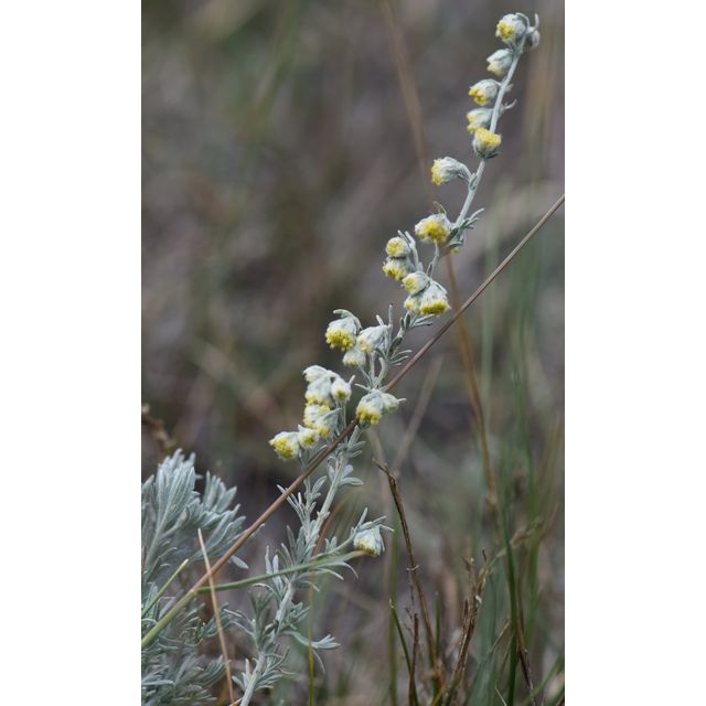 Artemisia frigida