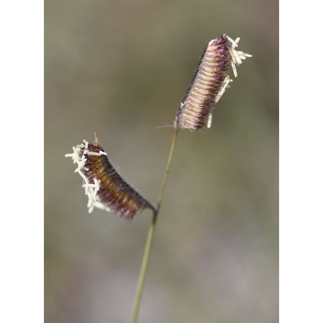 Bouteloua gracilis
