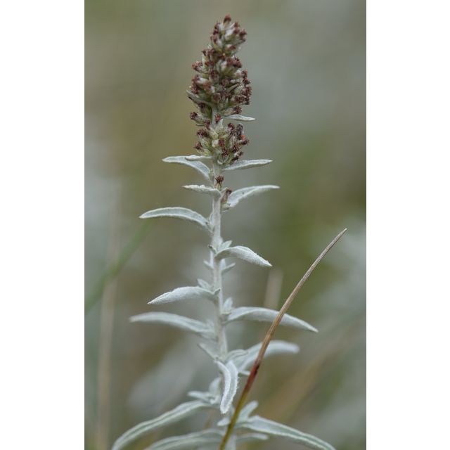 Artemisia ludoviciana