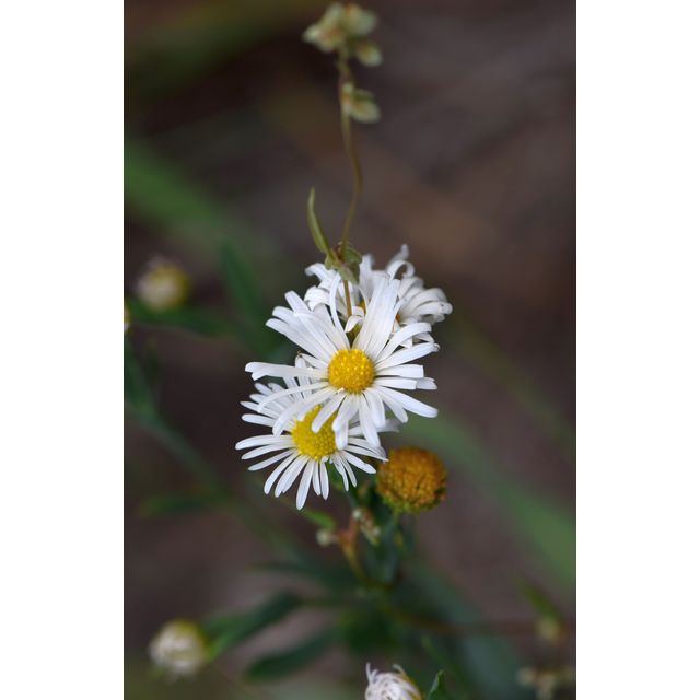 Boltonia asteroides