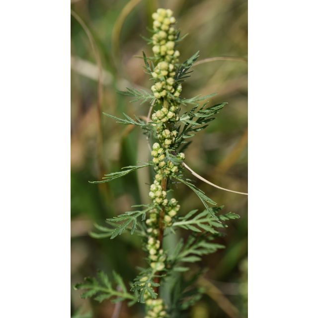 Artemisia biennis