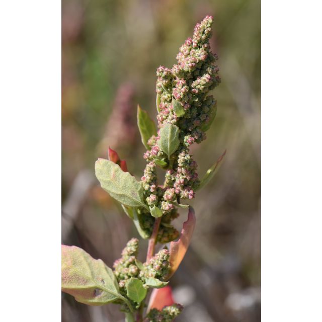 Chenopodium berlandieri