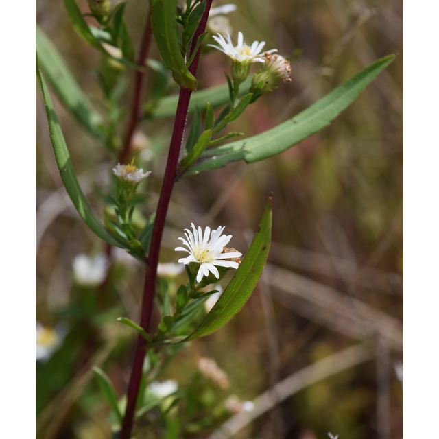 Symphyotrichum boreale