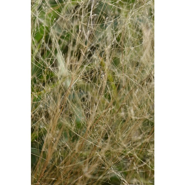 Muhlenbergia asperifolia