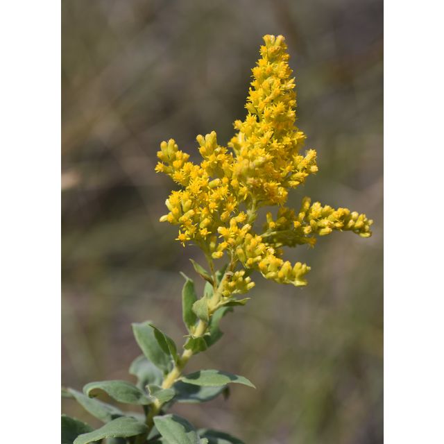 Solidago canadensis