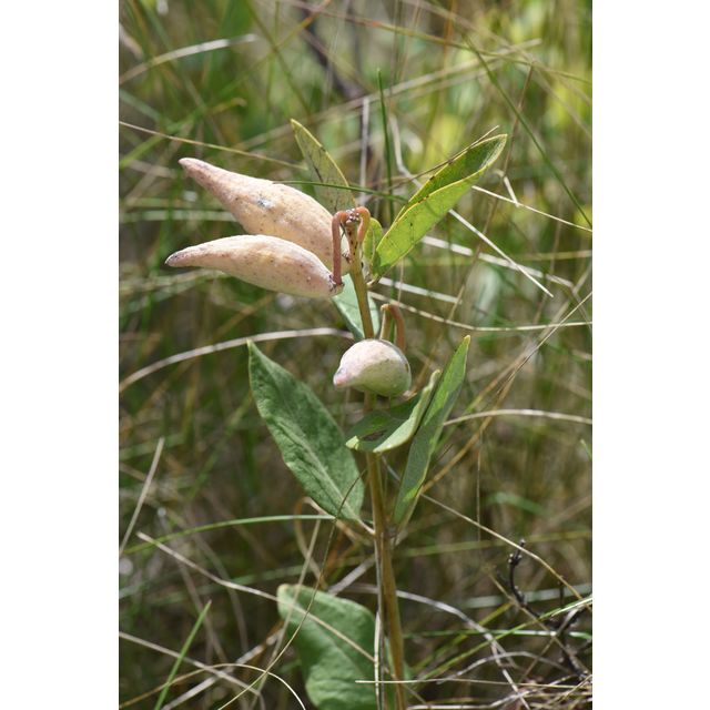 Asclepias ovalifolia