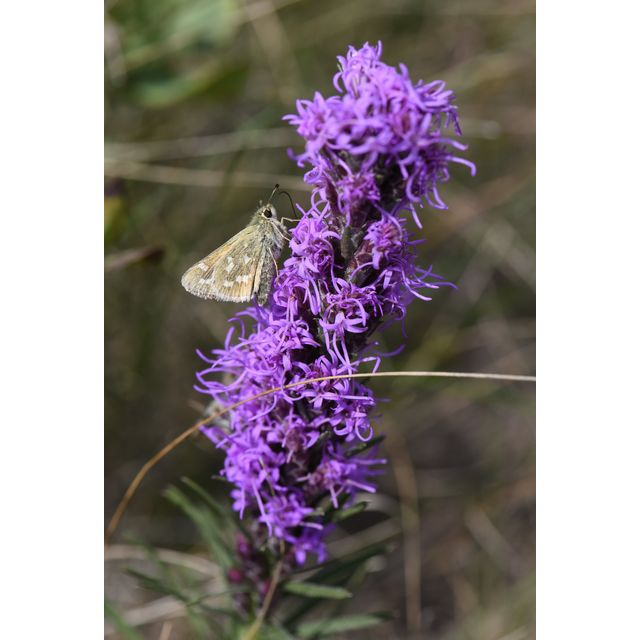 Liatris punctata