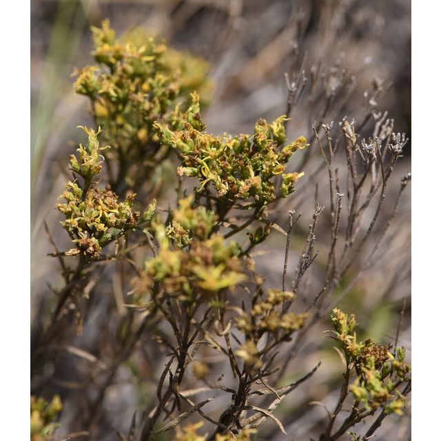Gutierrezia sarothrae