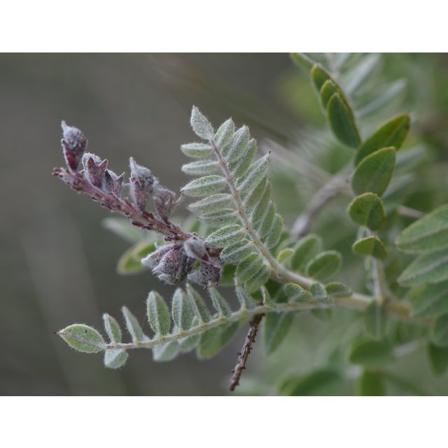 Amorpha canescens