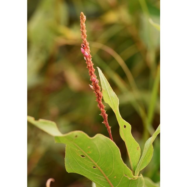 Polygonum amphibium