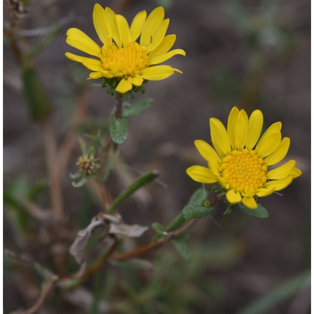 Grindelia squarrosa