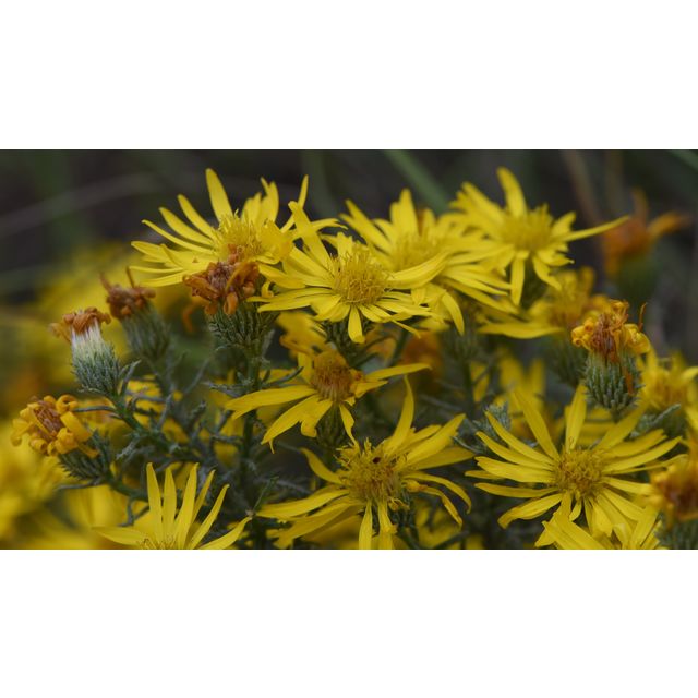 Heterotheca stenophylla