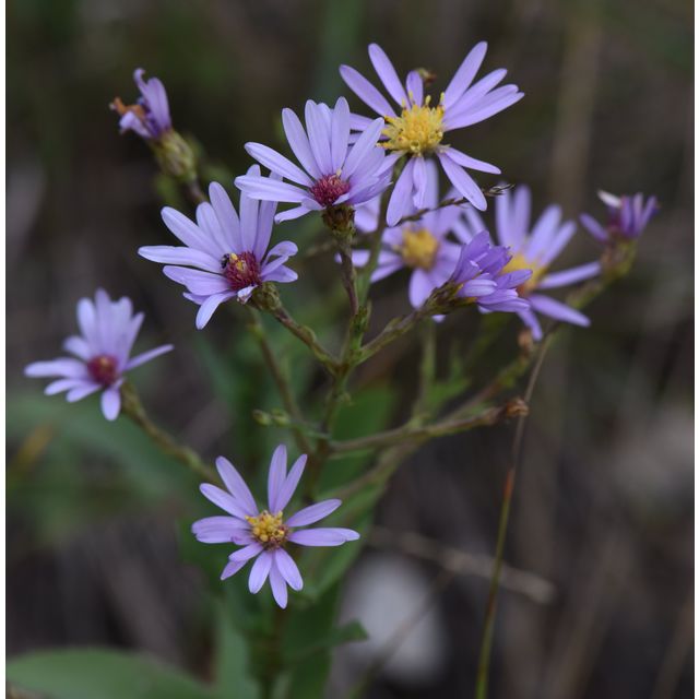 Symphyotrichum praealtum