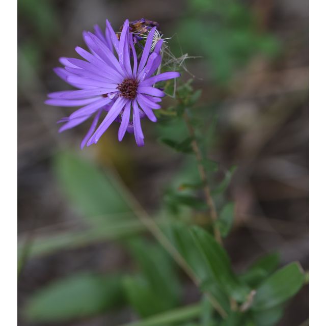 Symphyotrichum x_amethystinum