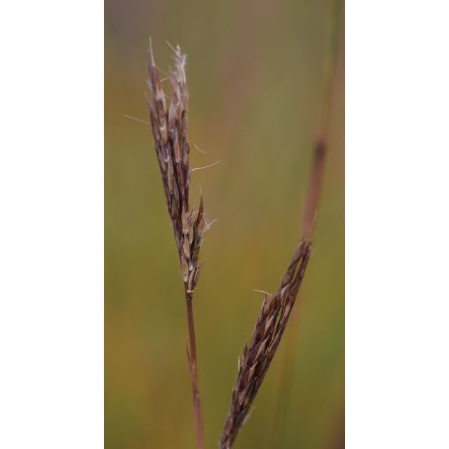 Andropogon gerardii
