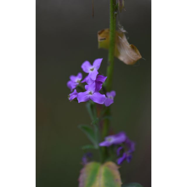 Hesperis matronalis
