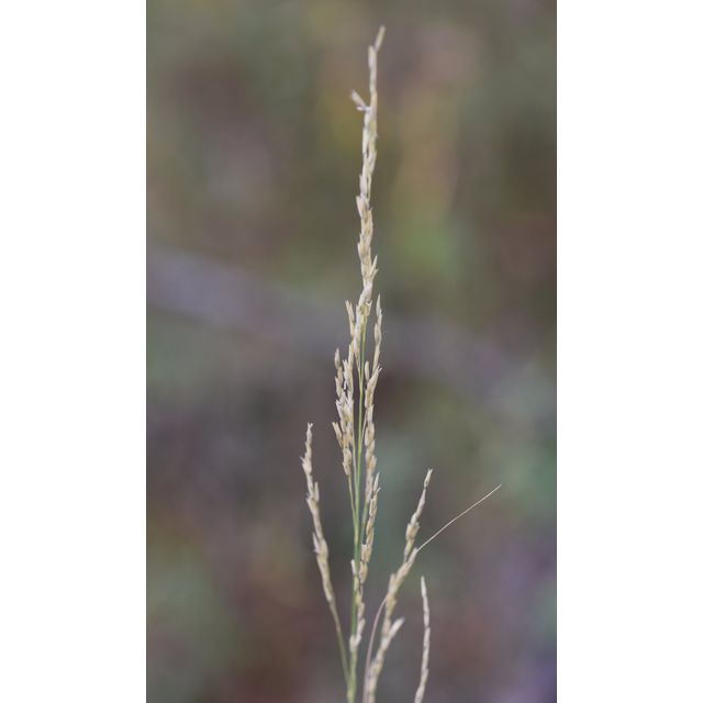 Calamovilfa longifolia