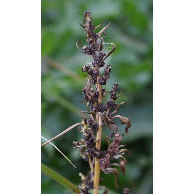 Chenopodium foliosum