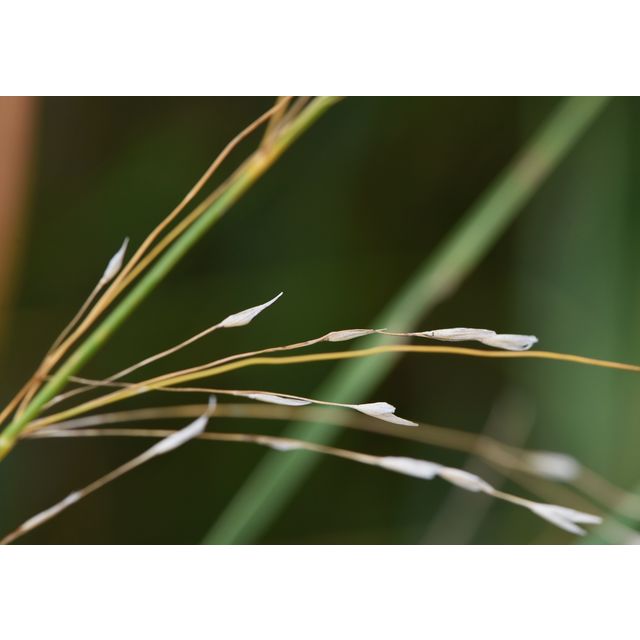 Calamagrostis canadensis