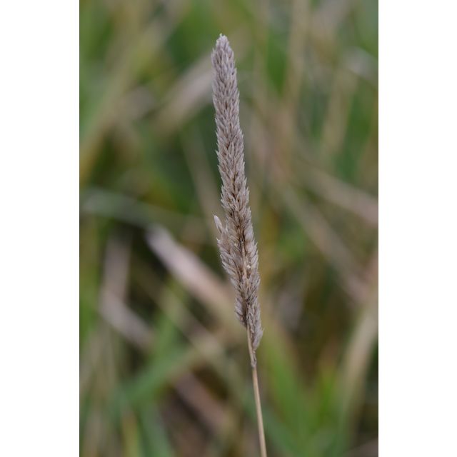 Phalaris arundinacea