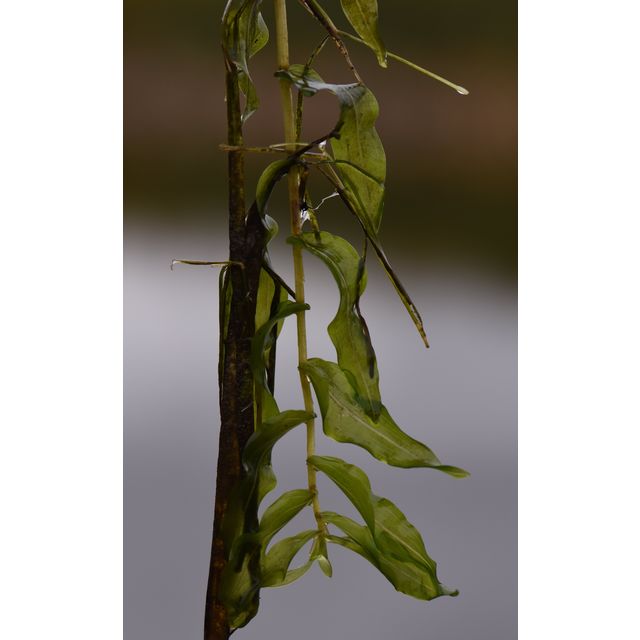 Potamogeton richardsonii