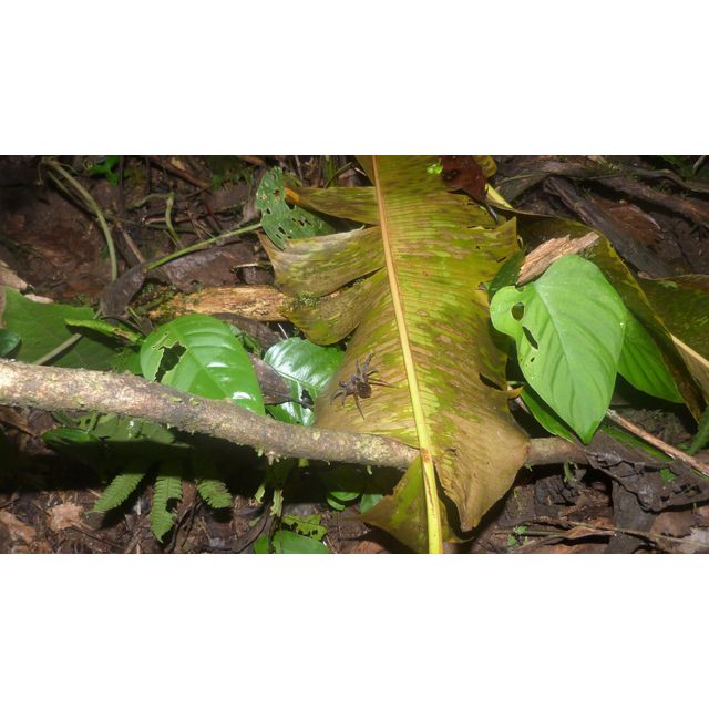 Saparassidae gen. sp.