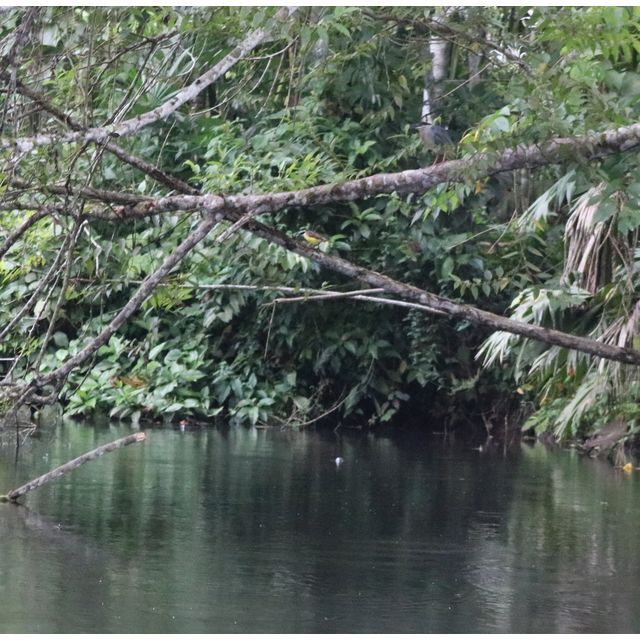 Myiozetetes similis (Social flycatcher)