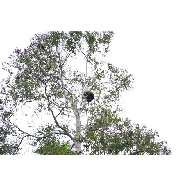 Psarocolius angustifrons (Russet-backed oropendola)