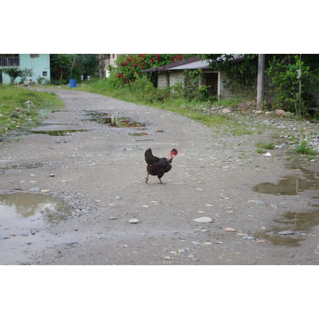 Gallus gallus domesticus (Chicken)