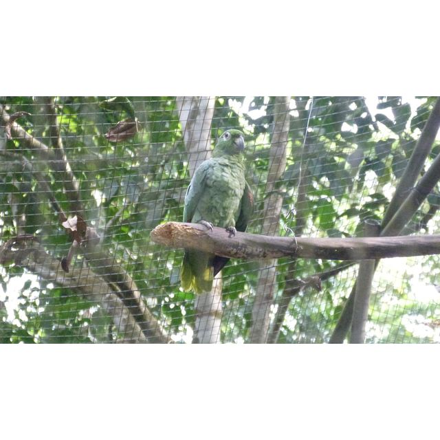 Amazona farinosa (Southern mealy amazon)