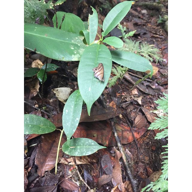 Caligo sp.