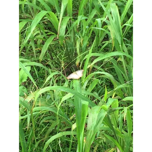 Anartia